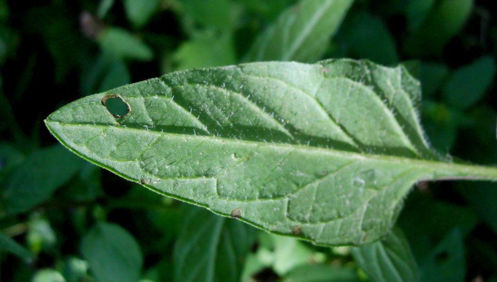 Prunella vulgaris